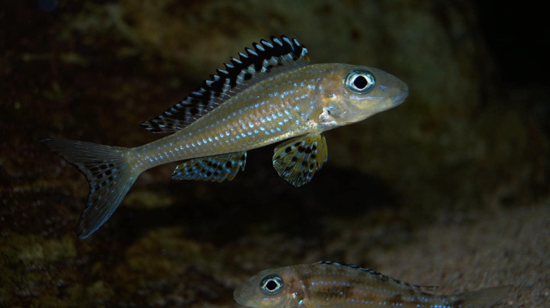 Xenotilapia papilio 'Tembwe (Deux)'